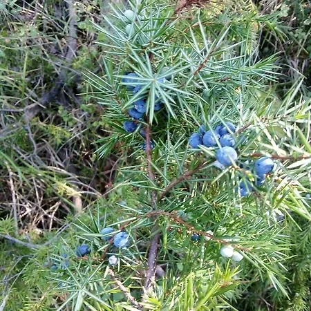 Ca'del Grillo Kemping *