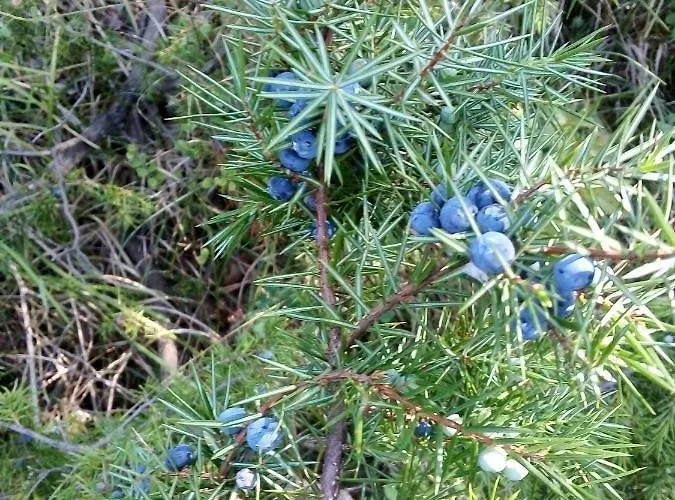 Ca'del Grillo Кемпинг *